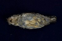 紅胸啄花鳥藏品圖，第5張